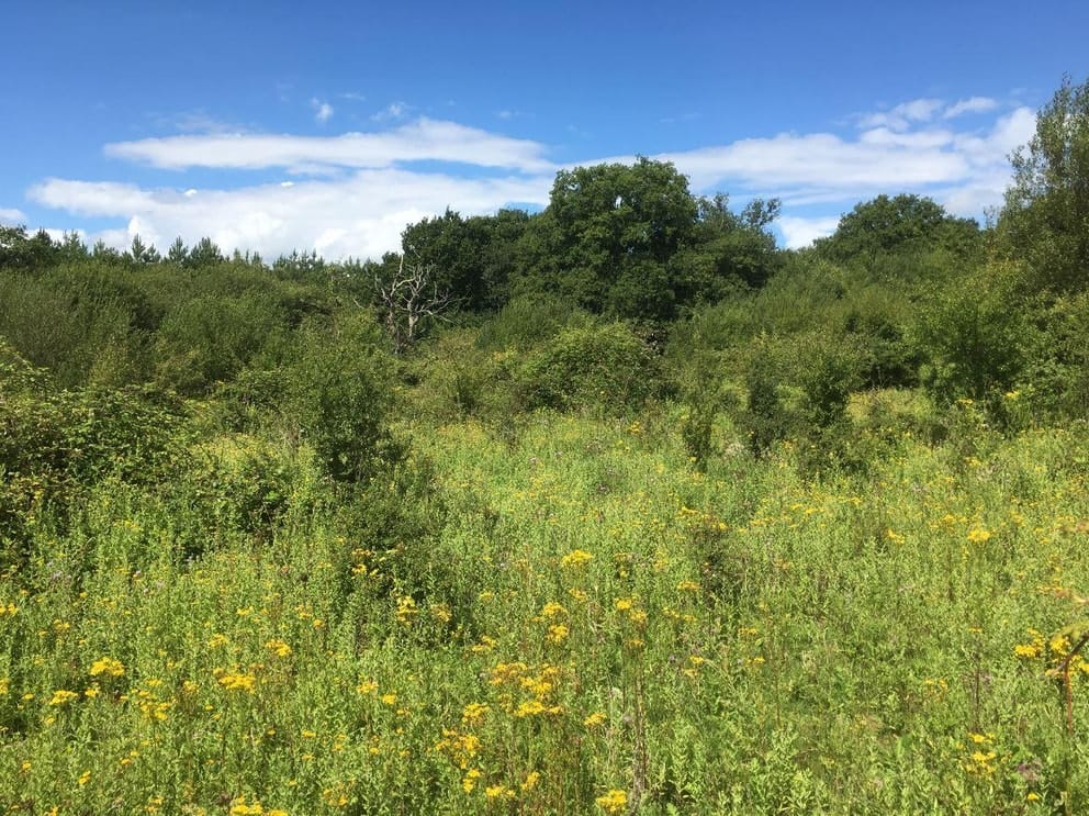 Rewilding vs Woodland Creation for Carbon Forest Canopy Foundation